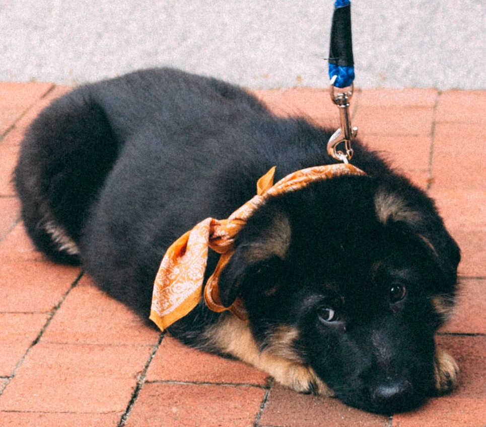 Dog Loss Grief_ A Love Letter to Our Furry Baby, Bagheera by Top US Mom Blogger Dreaming Loud