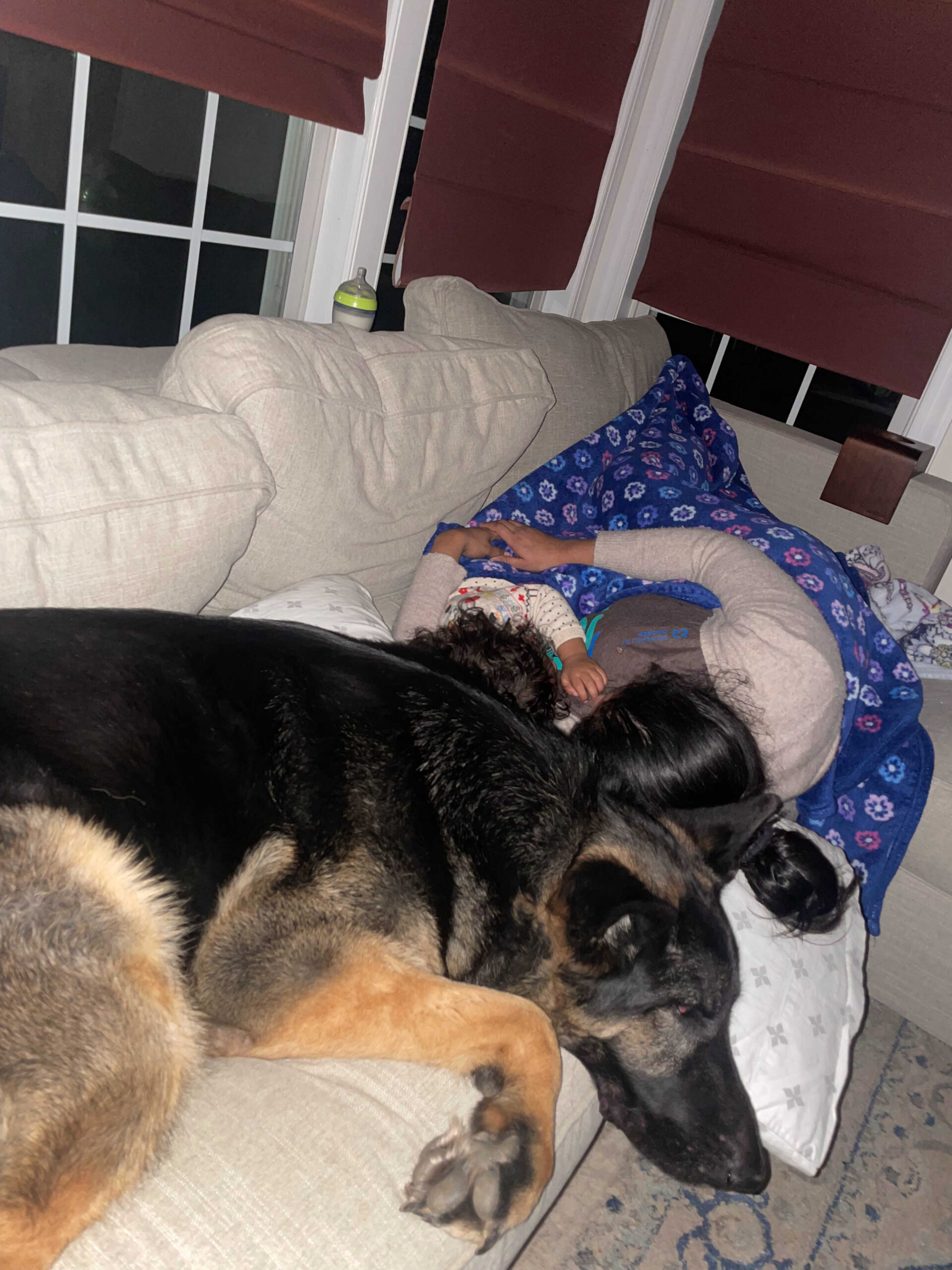 Dog Loss Grief_ A Love Letter to Our Furry Baby, Bagheera by Top US Mom Blogger Dreaming Loud