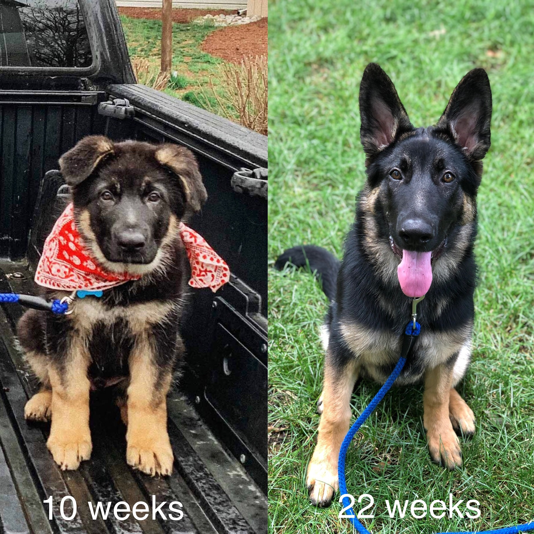 Dog Loss Grief_ A Love Letter to Our Furry Baby, Bagheera by Top US Mom Blogger Dreaming Loud