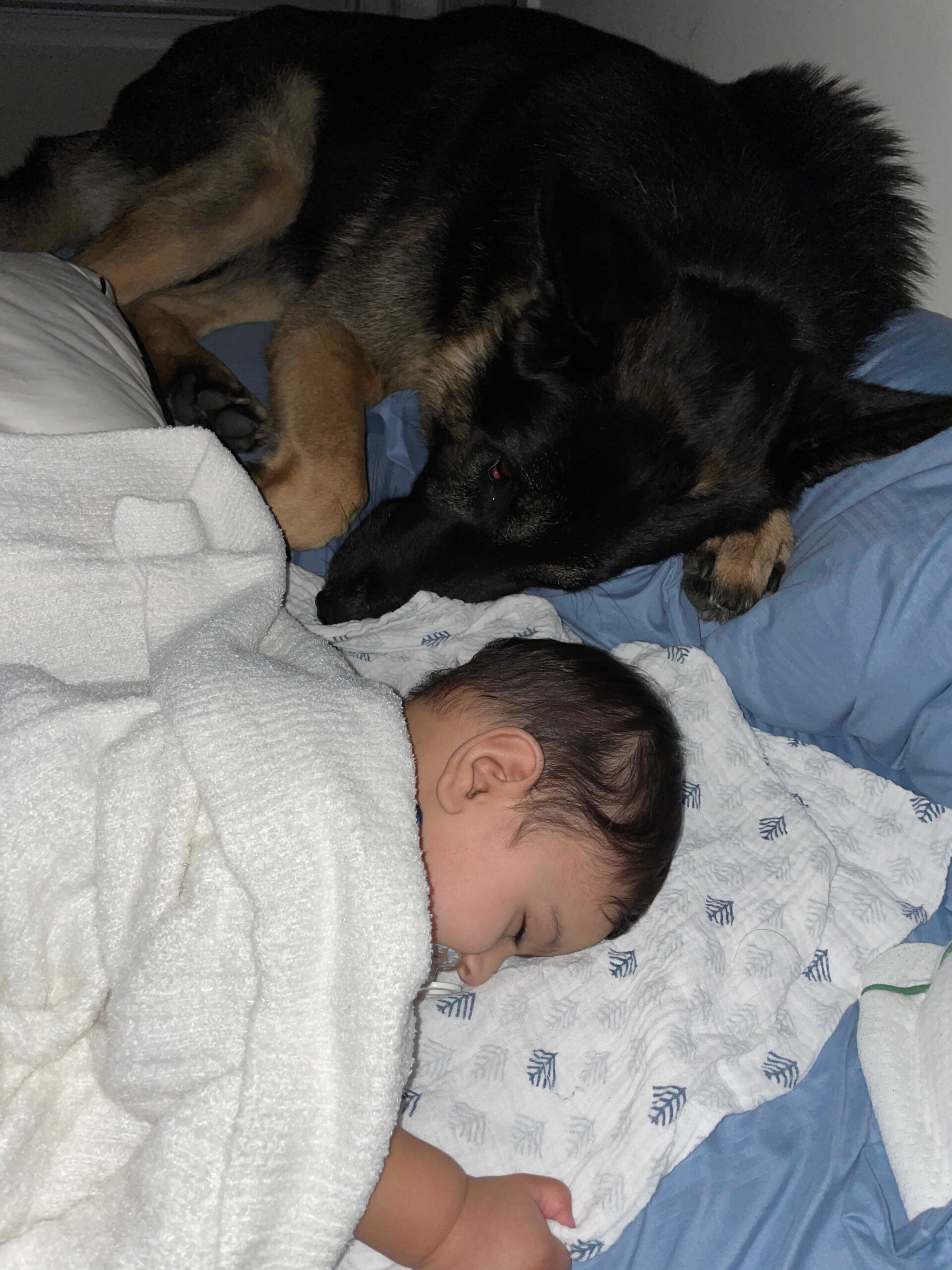 Dog Loss Grief_ A Love Letter to Our Furry Baby, Bagheera by Top US Mom Blogger Dreaming Loud