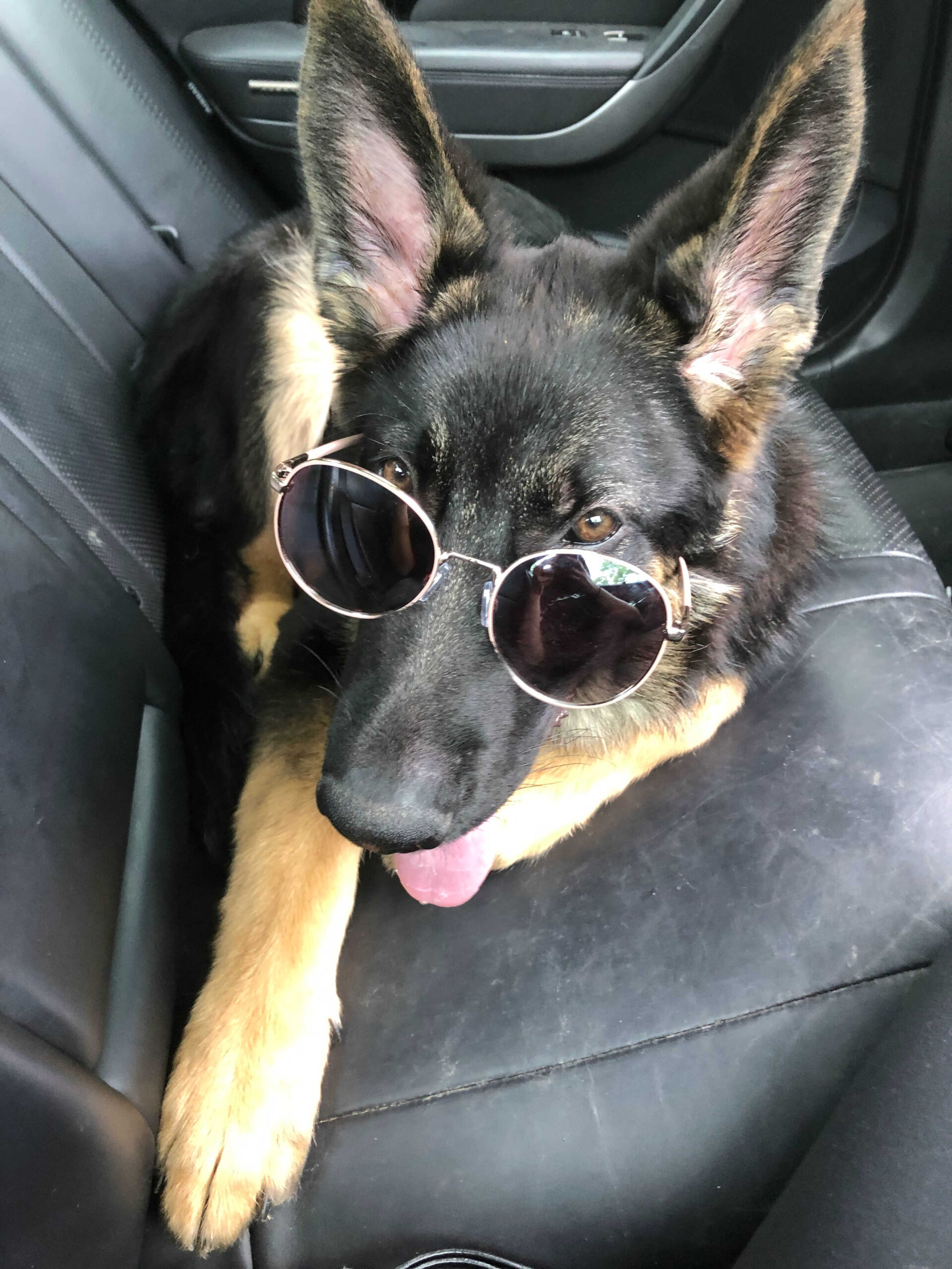 Dog Loss Grief_ A Love Letter to Our Furry Baby, Bagheera by Top US Mom Blogger Dreaming Loud