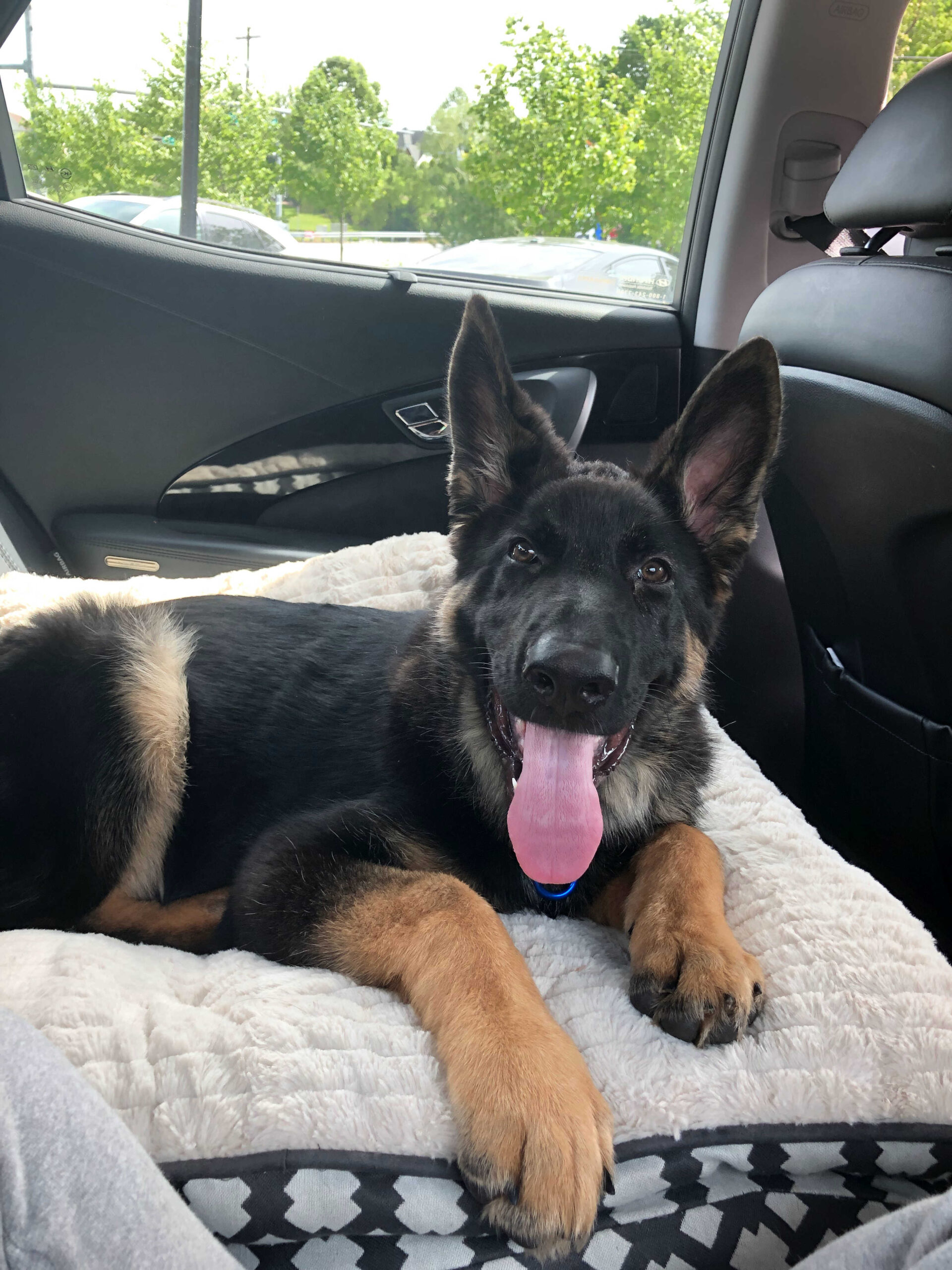 Dog Loss Grief_ A Love Letter to Our Furry Baby, Bagheera by Top US Mom Blogger Dreaming Loud