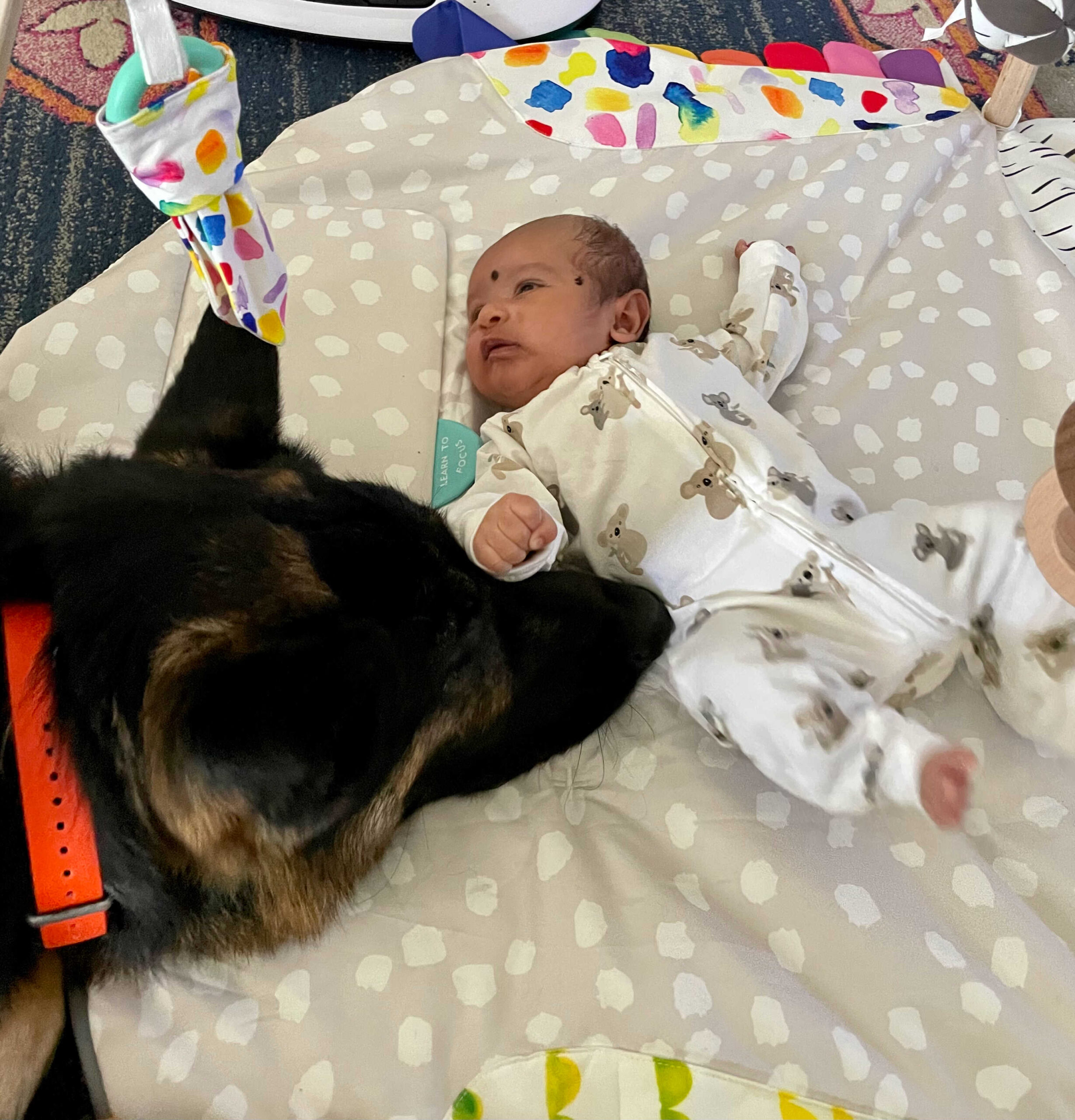 Dog Loss Grief_ A Love Letter to Our Furry Baby, Bagheera by Top US Mom Blogger Dreaming Loud