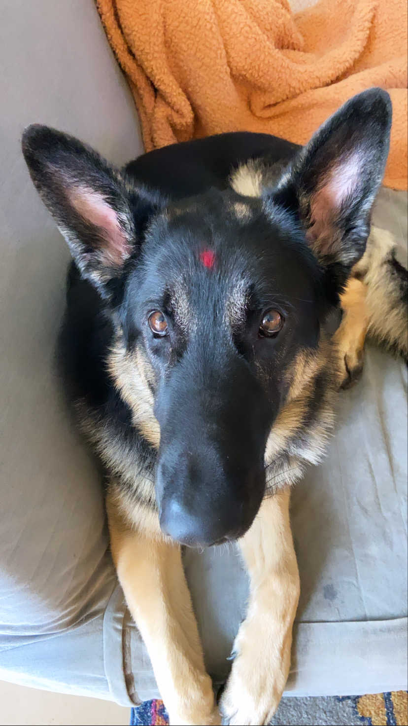 Dog Loss Grief_ A Love Letter to Our Furry Baby, Bagheera by Top US Mom Blogger Dreaming Loud