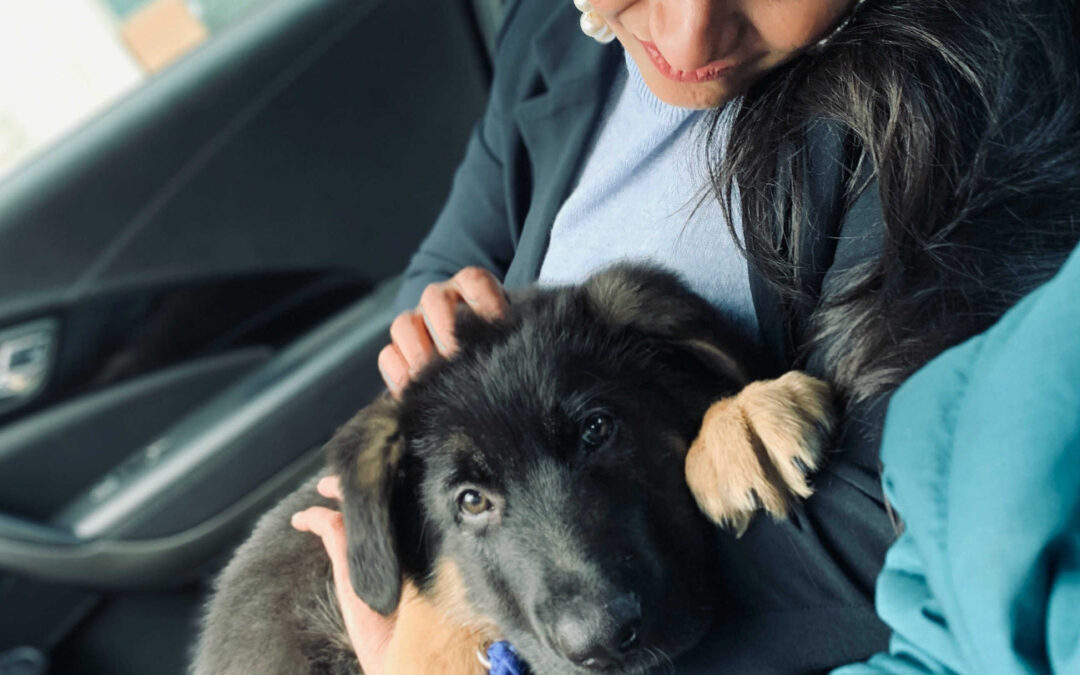 Pet Loss Grief: A Love Letter to Our Furry Baby, Bagheera