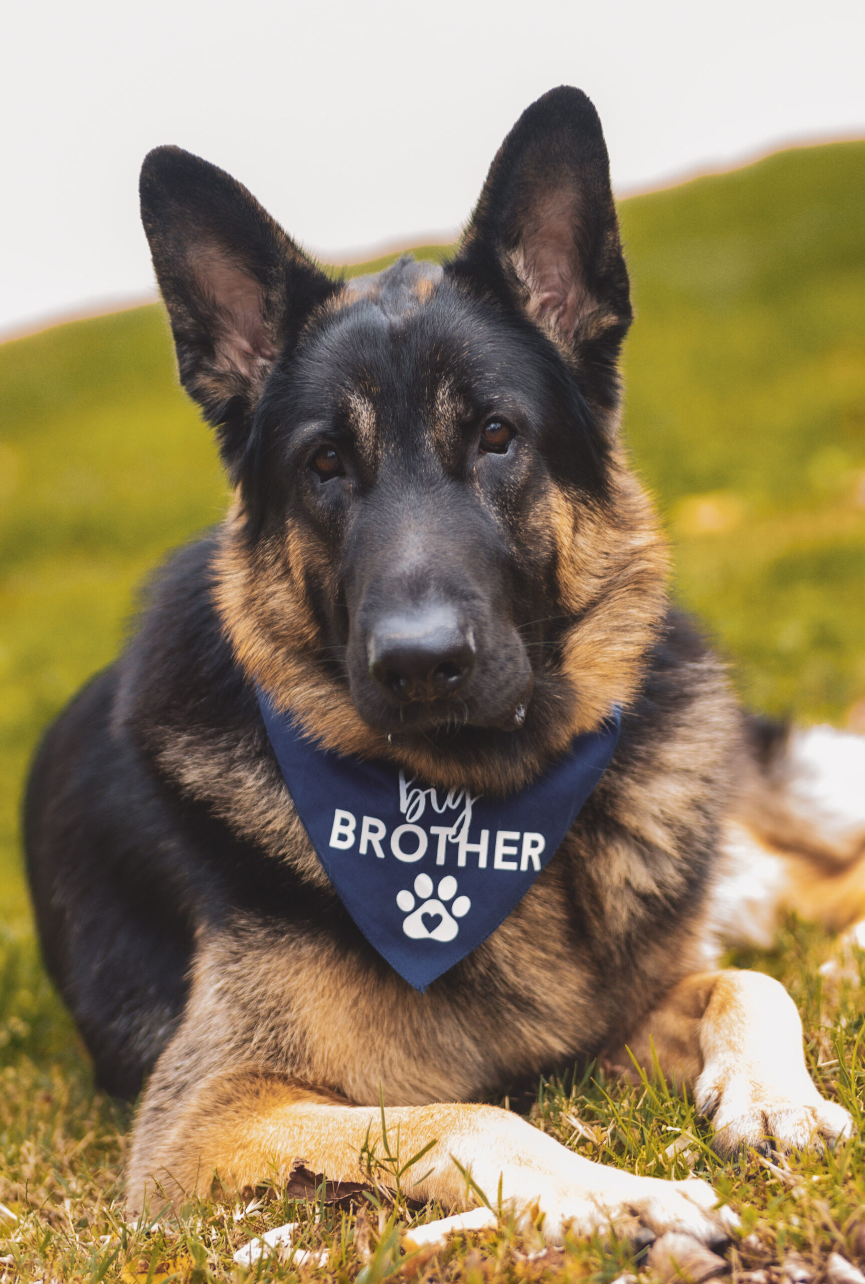 Dog Loss Grief_ A Love Letter to Our Furry Baby, Bagheera by Top US Mom Blogger Dreaming Loud