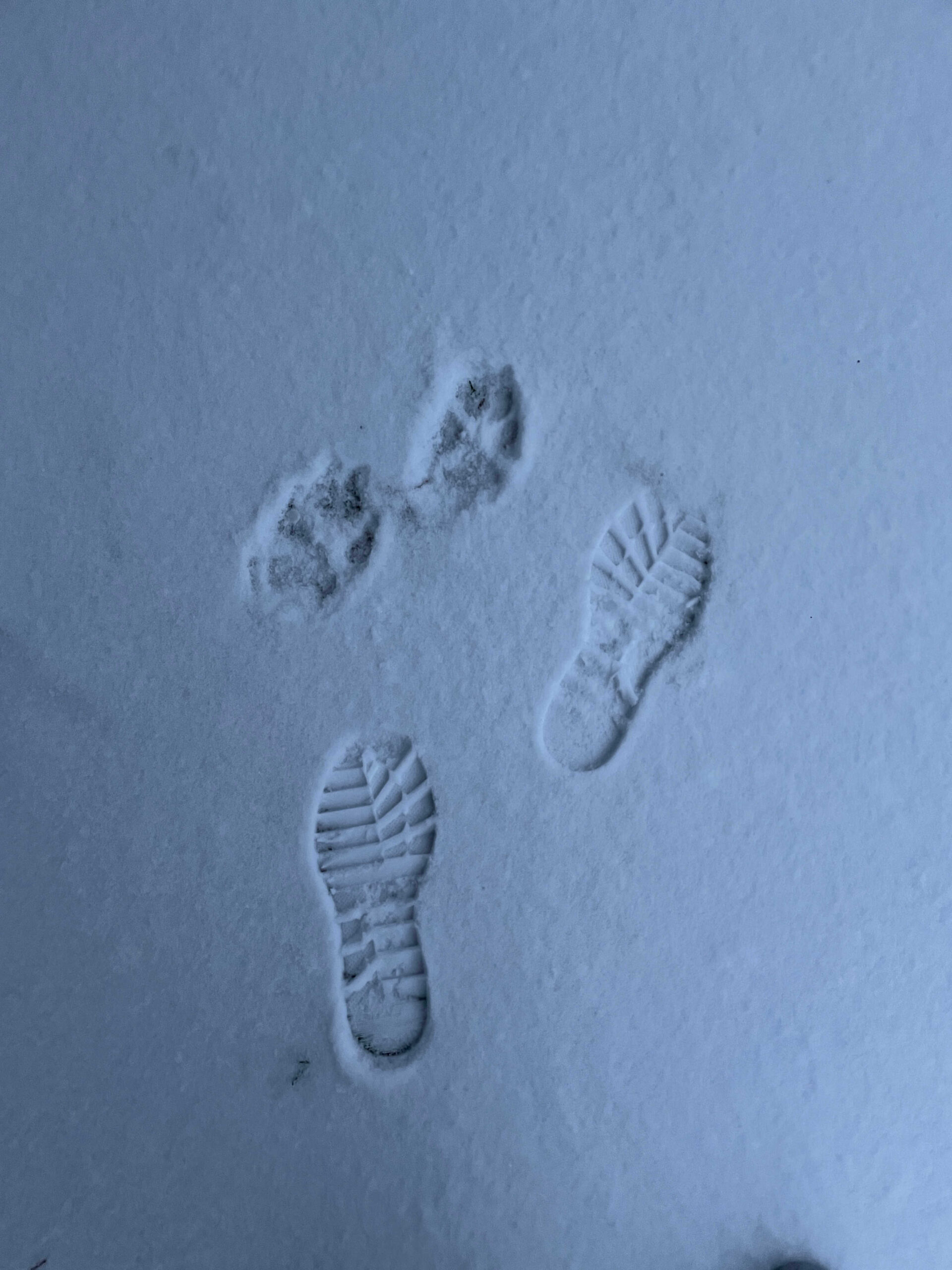 Dog Loss Grief_ A Love Letter to Our Furry Baby, Bagheera by Top US Mom Blogger Dreaming Loud