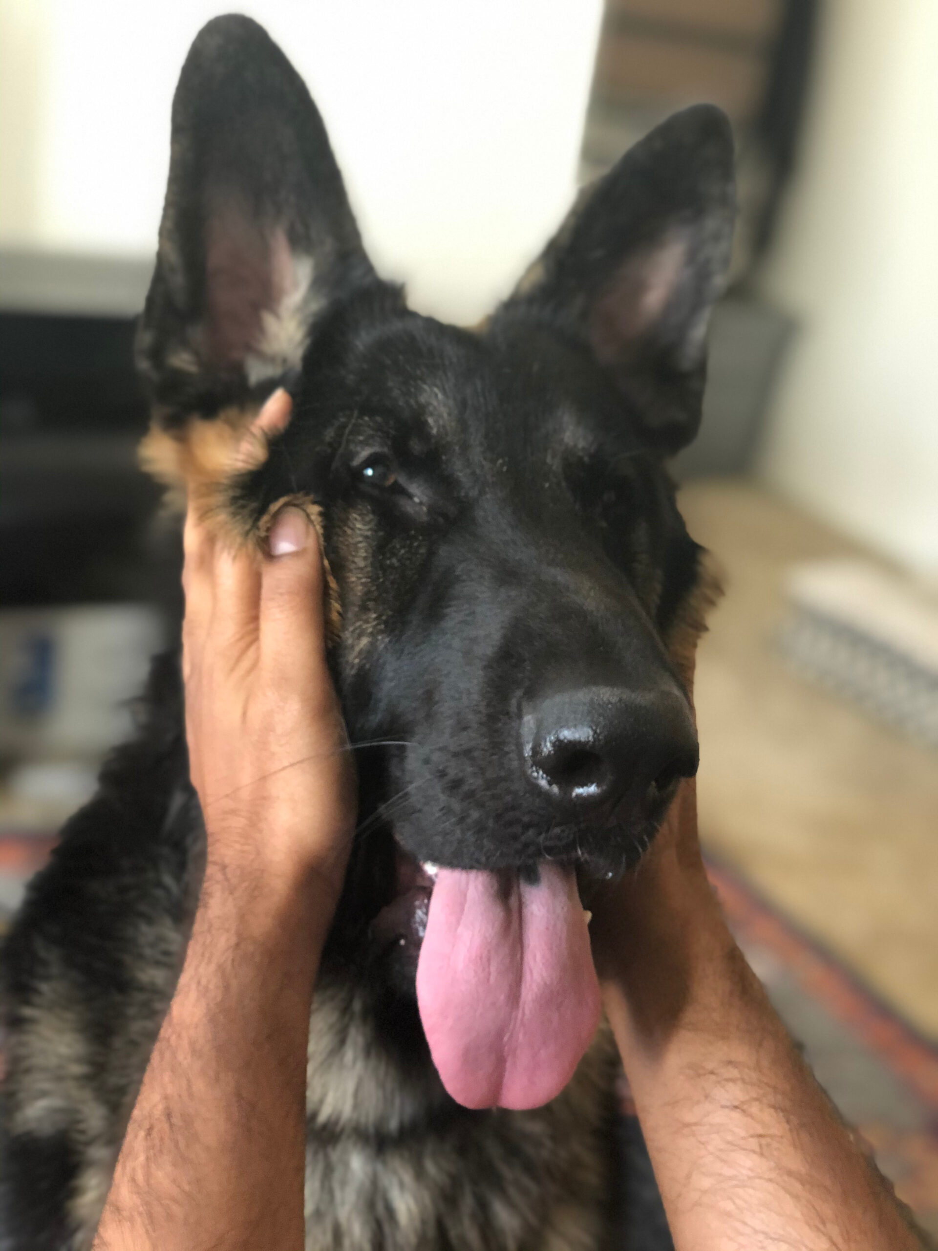 Dog Loss Grief_ A Love Letter to Our Furry Baby, Bagheera by Top US Mom Blogger Dreaming Loud