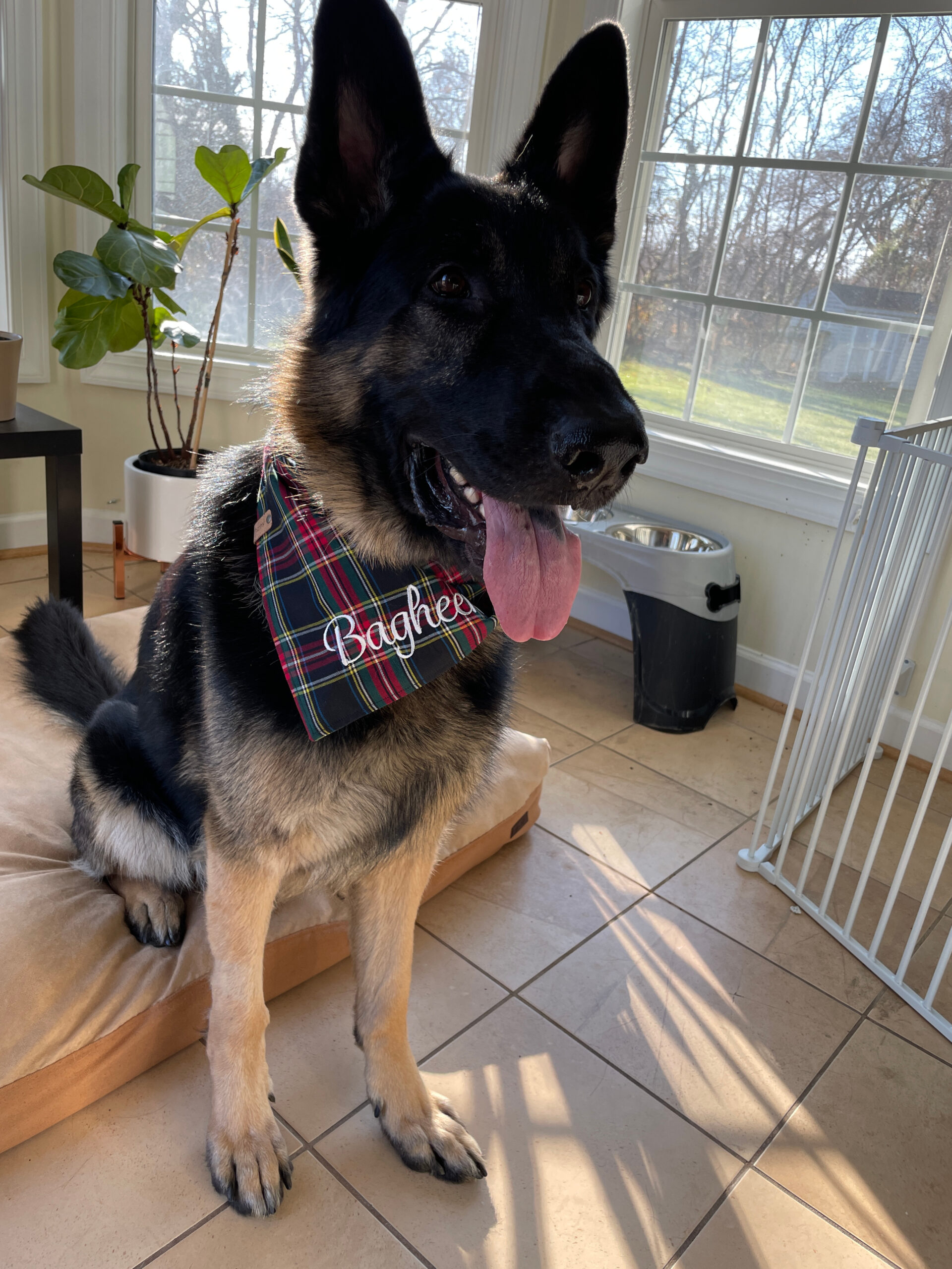 Dog Loss Grief_ A Love Letter to Our Furry Baby, Bagheera by Top US Mom Blogger Dreaming Loud