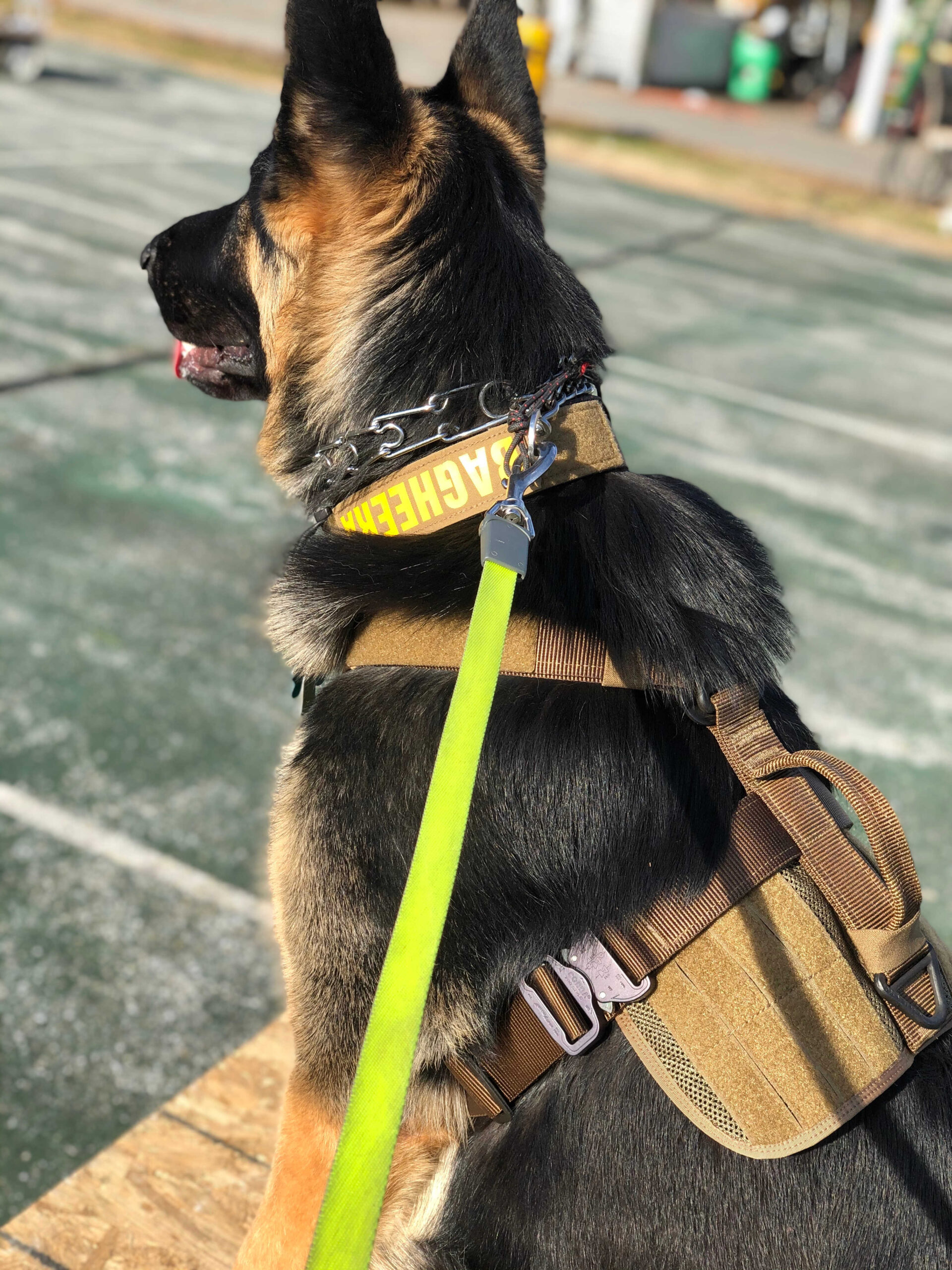 Dog Loss Grief_ A Love Letter to Our Furry Baby, Bagheera by Top US Mom Blogger Dreaming Loud